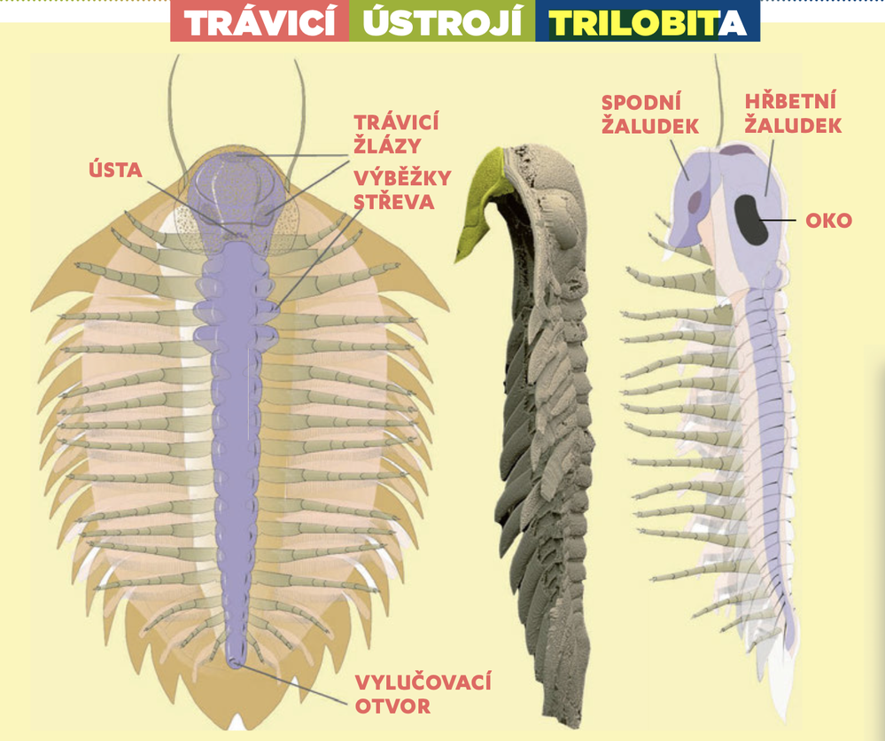Trávící ústrojí trilobita