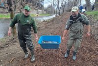 Do Olše v Třinci vypustili vodní prasátka! Nevadí jim splašky a jsou nenasytná
