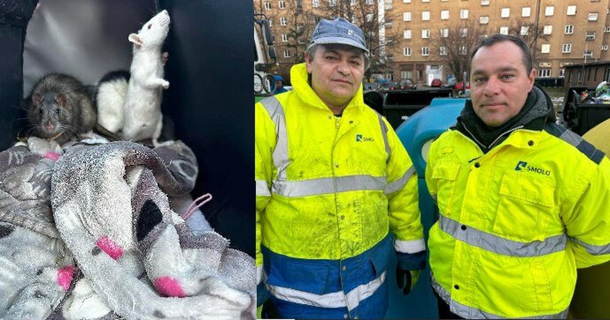 Trineck: Alguien arrojó 11 ratas cerca del contenedor, fueron rescatadas por recolectores de basura