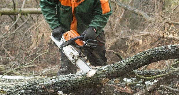 V Břežanském údolí omezuje dopravu odstraňování stromů v havarijním stavu. (Ilustrační foto)
