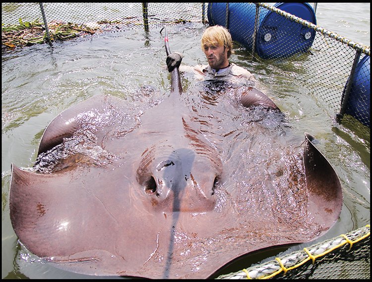 Ohrožená trnucha thajská (Urogymnus polylepis) váží až 600 kg