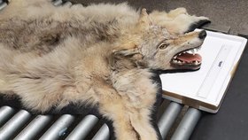 Trofej vlka našli celníci u cizince na letišti v Karlových Varech.