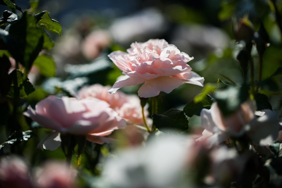 Projekt Vonné stezky v pražské botanické zahradě se bude rozšiřovat. Přibudou další tři zastavení. Ta távající stále lákají spoustu návštěvníků, zrovna tak jako zájemce láká unikátní parfém Fata Morgana no. 1.