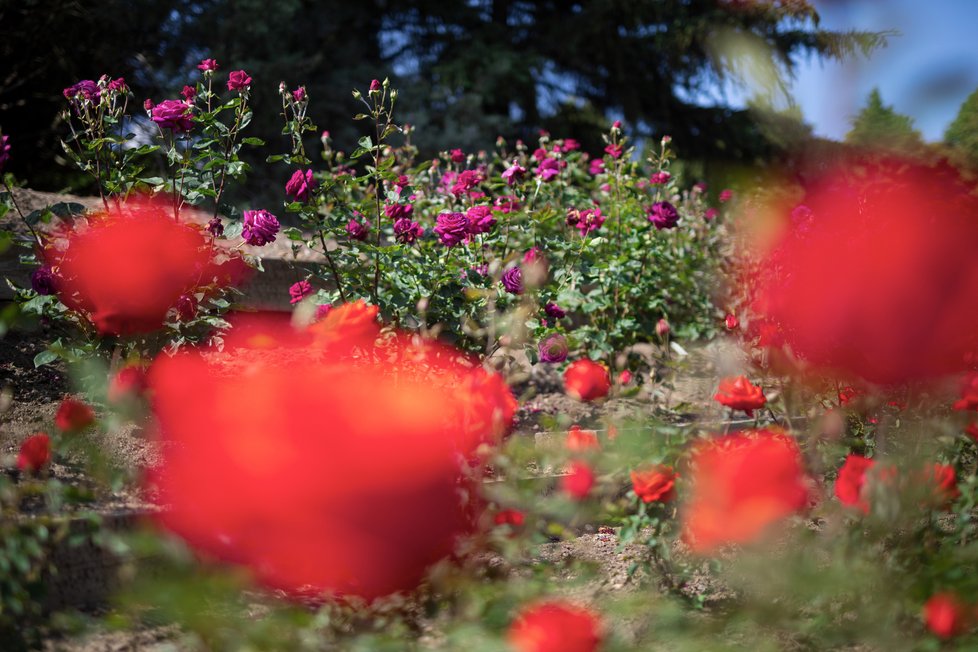 Projekt Vonné stezky v pražské botanické zahradě se bude rozšiřovat. Přibudou další tři zastavení. Ta távající stále lákají spoustu návštěvníků, zrovna tak jako zájemce láká unikátní parfém Fata Morgana no. 1.