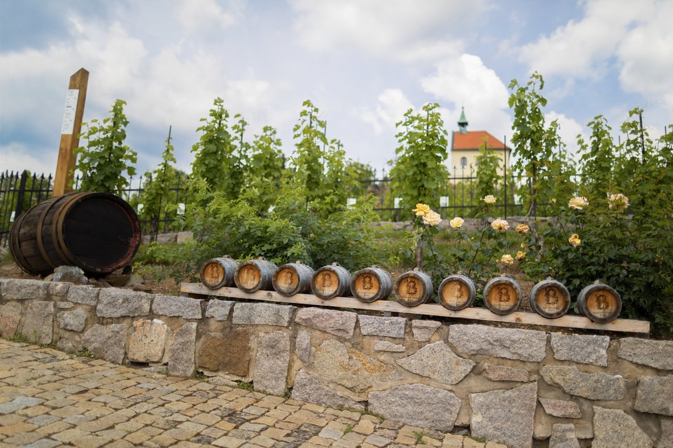 Projekt Vonné stezky v pražské botanické zahradě se bude rozšiřovat. Přibudou další tři zastavení. Ta távající stále lákají spoustu návštěvníků, zrovna tak jako zájemce láká unikátní parfém Fata Morgana no. 1.