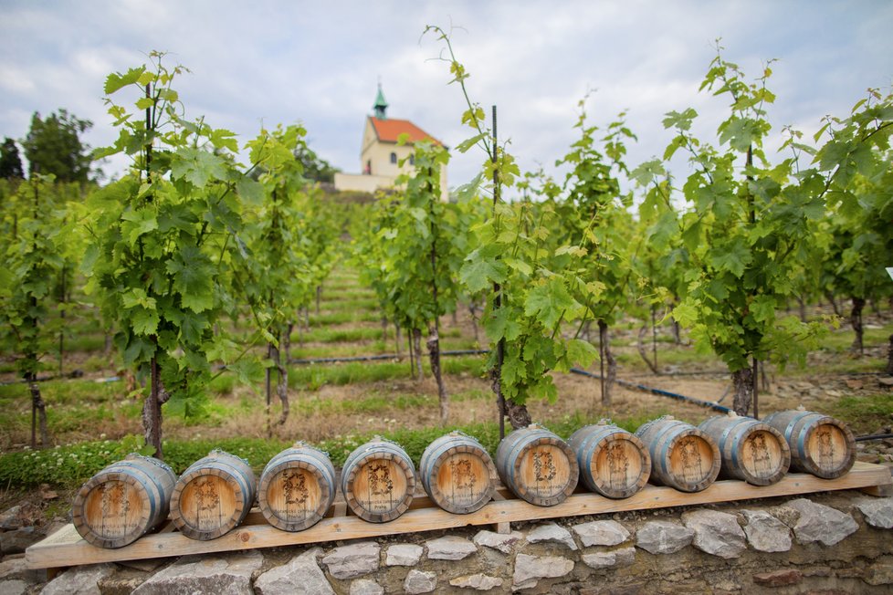 Projekt Vonné stezky v pražské botanické zahradě se bude rozšiřovat. Přibudou další tři zastavení. Ta távající stále lákají spoustu návštěvníků, zrovna tak jako zájemce láká unikátní parfém Fata Morgana no. 1.