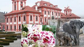 Pražská Troja: Tři v jednom! Navštivte zoo, zámek i botanickou zahradu