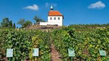Česká vína mají své kouzlo