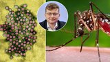 Virus Zika, dengue, malárie: Češi si vozí z dovolenkových rájů nepříjemné „suvenýry“