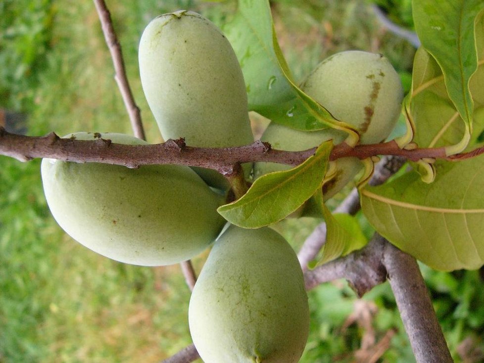 Pawpaw neboli banán severu objevili severoameričtí indiáni.