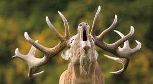 Soutěže dvounohých jelenů: Jak se troubí na lesy