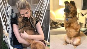 Zfetovaný majitel uřízl psovi přední tlapky: True našel štěstí na druhém konci planety
