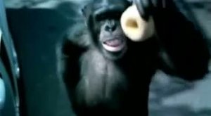 VIDEO: Opičák vyřeší každý problém