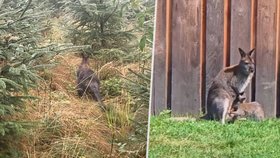 Z polské ZOO utekl klokan