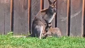 Klokani v polské zoologické zahradě Łączna