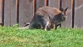 Klokani v polské zoologické zahradě Łączna