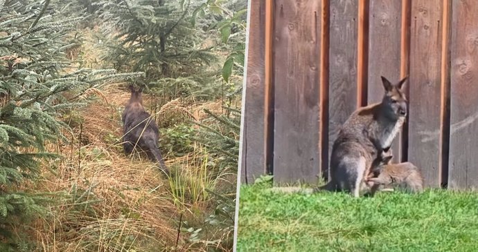 Z polské ZOO utekl klokan