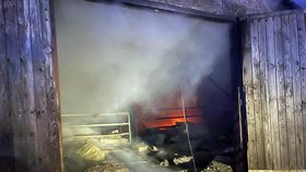 Na Trutnovsku zachvátil požár stáje, uhynulo asi 150 krav (5. 1. 2023).