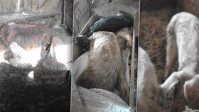Hrůza v Podkrkonoší: Chovatelka trápila zvířata hlady, i když pro ně žrádlo měla