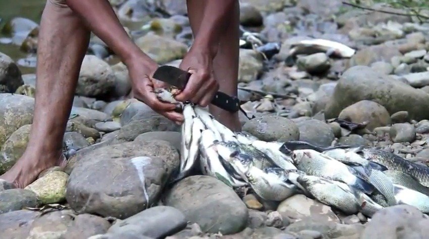 Příslušníci indiánského kmene Tsimane žijí primitivním způsobem, přesto mají nejzdravější srdce na světě.