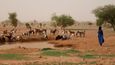 Pastevectví je pro Tuaregy důležitým zdrojem potravy i obchodu