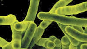 Kvůli rezistenci na antibiotika je možné, že vypukne nová epidemie tuberkulózy.