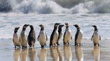Kuriozita brexitu: Ohrozí životy milionu tučňáků, nedostanou dotace z EU