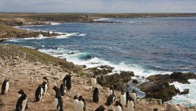 Tučňákům na Falklandách nastanou kvůli brexitu krušné chvíle.