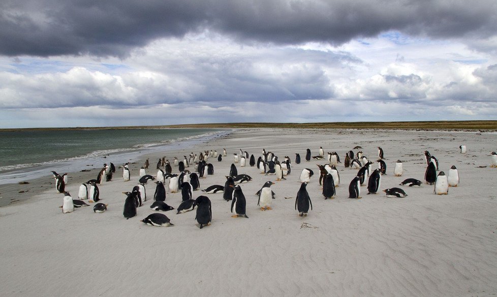 Tučňákům na Falklandách nastanou kvůli brexitu krušné chvíle.