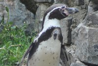Tučňák z košické zoo se otrávil, děti ho nezabily