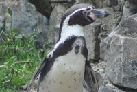 Veterinář radí košické zoo smrti: Přestěhujte tučňáky!