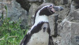 Čtyřletá samička tučňáka Humboldtova uhynula ve středu okolo 19. hodiny