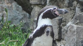 Původně bylo ve výběhu slovenské ZOO 14 tučňáků. 10 jich už zahynulo