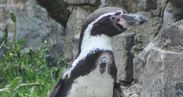 Čtyřletá samička tučňáka Humboldtova uhynula ve středu okolo 19. hodiny