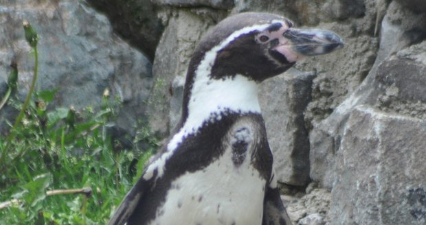 Zbývající tučňáci v Košicích by se brzy mohli stěhovat