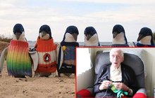 Svérázný koníček Australana (109): Plete svetry tučňákům!