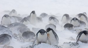 Putování tučňáků: Nejmrazivější domov