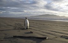 Zmatený tučňák!: Z Antarktidy zabloudil až na Nový Zéland