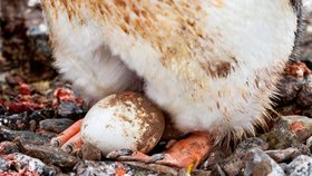 Více než 20 000 párů tučňáků císařských v jediné kolonii. Právě takto obrovská koncentrace ptáků produkuje množství trusu (guána), které je podle vědců zásadní pro tvorbu oblaků a ochlazování klimatu Antarktidy