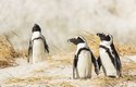 Tučňáci brýloví na jihoafrické pláži