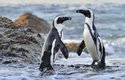 Tučňák brýlový je jediný tučňák, který hnízdí v jižní Africe a na přilehlých ostrovech