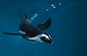 Obvykle tučňák brýlový loví malé ryby v hloubce do 20 metrů, byl však pozorován i ve více než stometrové hloubce