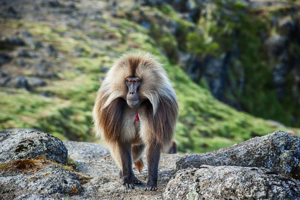 Také africké dželady dodržují lingvistická pravidla