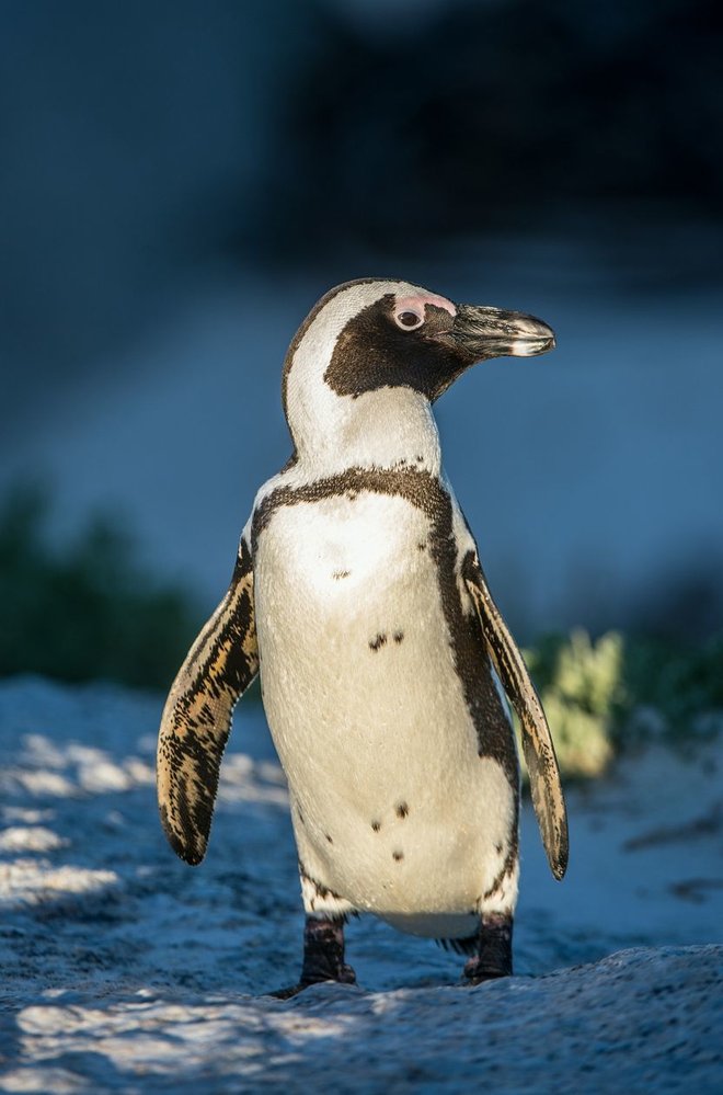Tučňáci brýloví se v přírodě kolem 10 let, v zajetí až 30 let