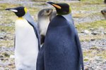 Zatímco ostatní tučňáci jsou černobílí, tento unikát se může pochlubit tím, že je černočerný...