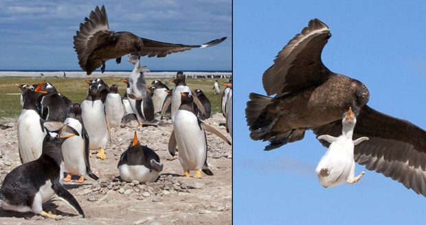 Hejno ho neubránilo: Drzý pták odnesl tučňáčí mládě