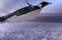 Tučňáci císařští žijí v nejdrsnějších oblastech Země v mořích kolem Antarktidy