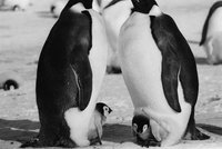 Nový ohrožený druh: Tučňák císařský. Trpí ubýváním ledovců