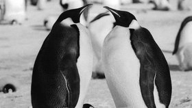 U tučňáků císařských se táta stará pořádně.