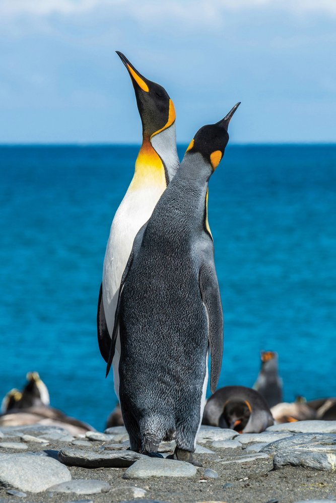 Současné vědecké modely předpovídají, že do roku 2100 vyhyne až 98 % všech kolonií tučňáků císařských v Antarktid